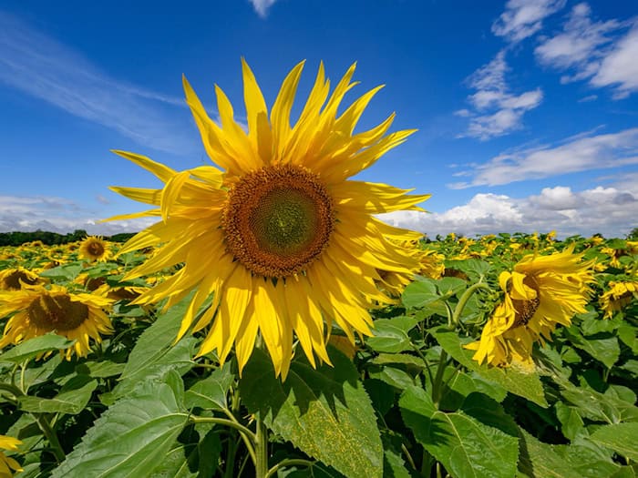 Der Anbau von Sonnenblumen ist in Brandenburg stark gewachsen. (Symbolbild) / Foto: Patrick Pleul/dpa