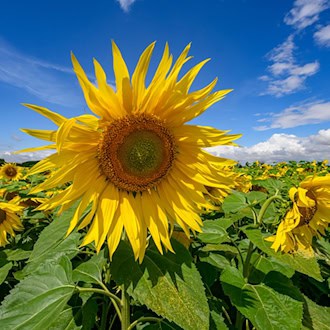 Der Anbau von Sonnenblumen ist in Brandenburg stark gewachsen. (Symbolbild) / Foto: Patrick Pleul/dpa