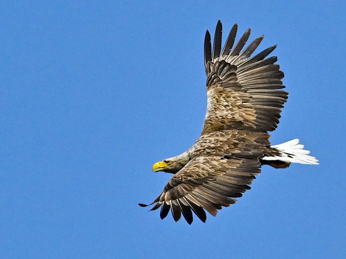 Sorge um Vögel und Fledermäuse: Nabu geht gegen Windpark vor