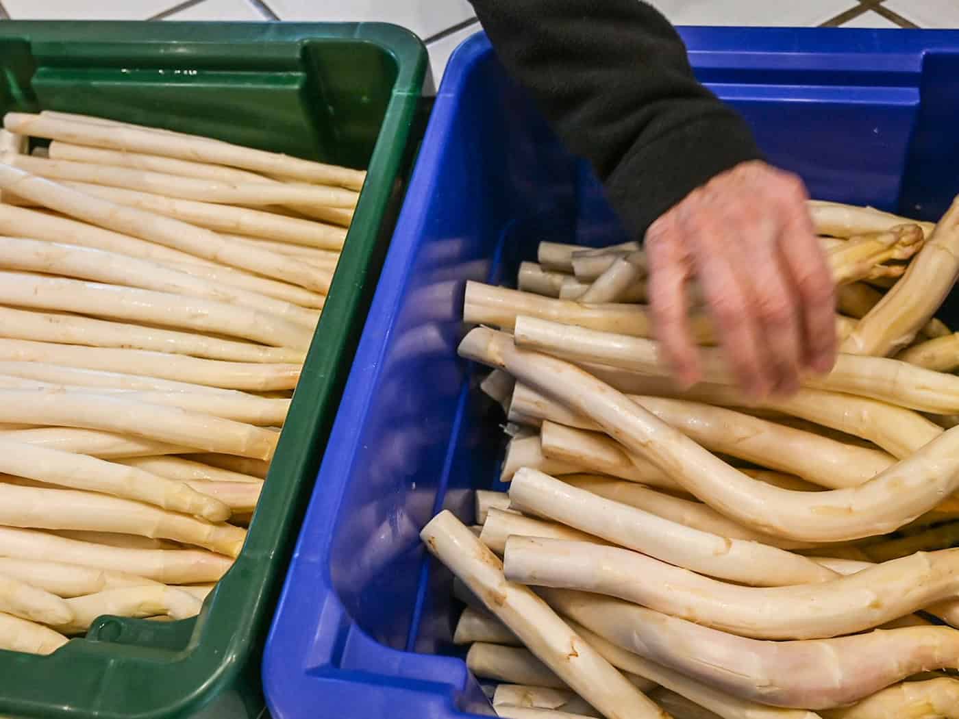 Kälte im April bremste die Spargel-Ernte, wie der Vorsitzende des Beelitzer Spargelvereines, Jürgen Jakobs, sagt. / Foto: Jens Kalaene/dpa