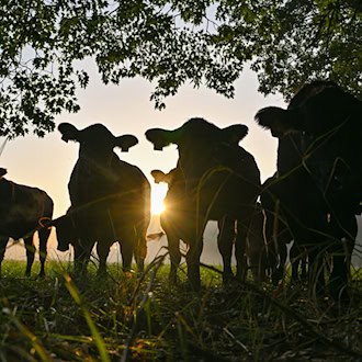Viehdiebstähle in Südbrandenburg schockieren Landwirte und beunruhigen auch die Politik. (Symbolbild)  / Foto: Patrick Pleul/dpa