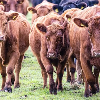 Viehdiebe schocken Landwirte in Südbrandenburg. (Symbolbild) / Foto: Frank Hammerschmidt/dpa
