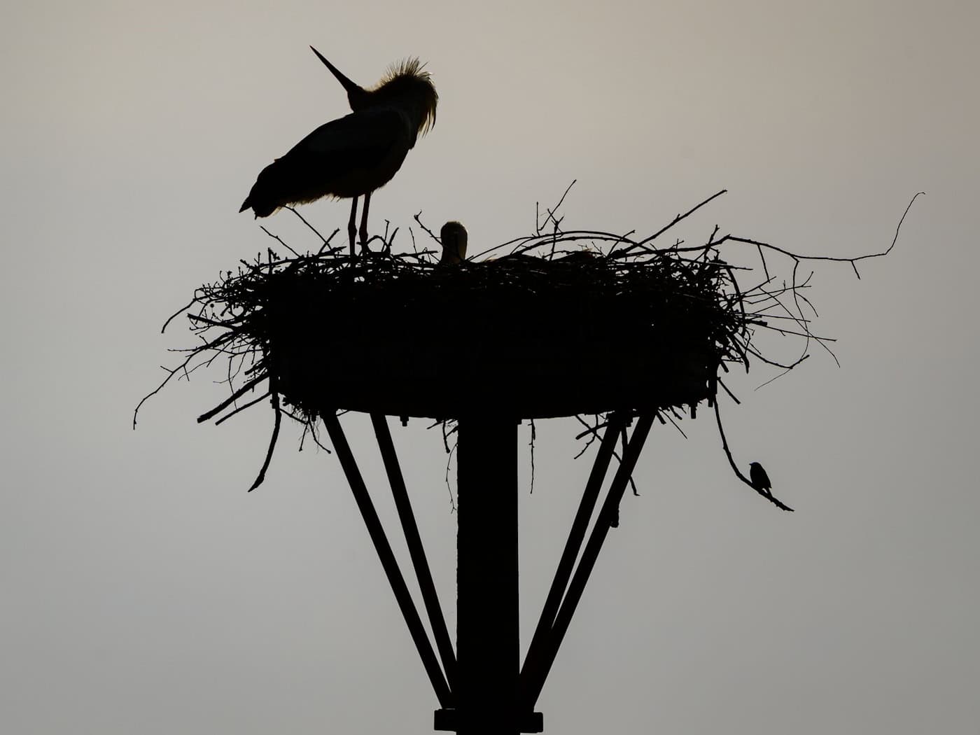 Am Rathaus in Beelitz können vier Babystörche bestaunt werden. Es ist das erste Mal, dass dort vier Junge ausgebrütet wurden. (Symbolbild) / Foto: Patrick Pleul/dpa
