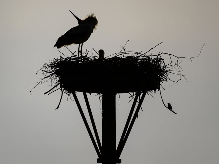 Am Rathaus in Beelitz können vier Babystörche bestaunt werden. Es ist das erste Mal, dass dort vier Junge ausgebrütet wurden. (Symbolbild) / Foto: Patrick Pleul/dpa