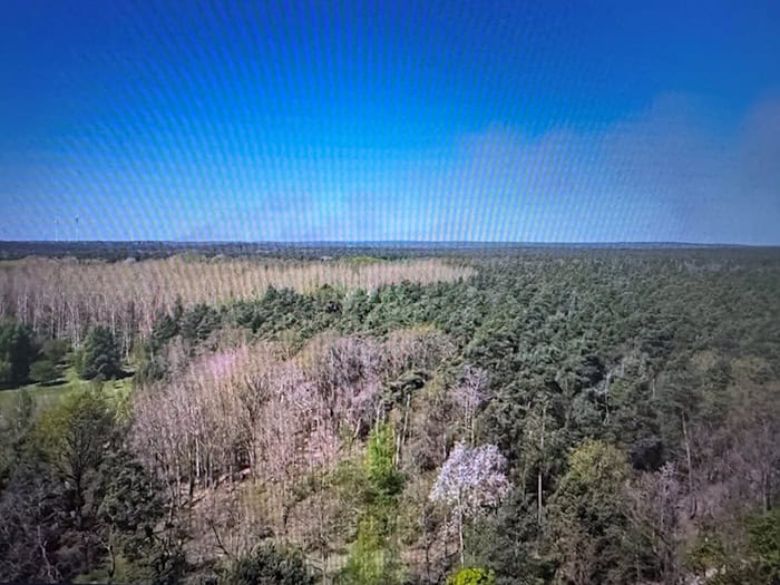 Rauchwolken steigen auf: Ein Waldbrand auf dem ehemaligen Truppenübungsplatz «Altes Lager» bei Jüterbog breitet sich aus. Die Feuerwehrleute können wegen der Munitionsbelastung aber nicht in das Gebiet. / Foto: Manuel Genolet/dpa