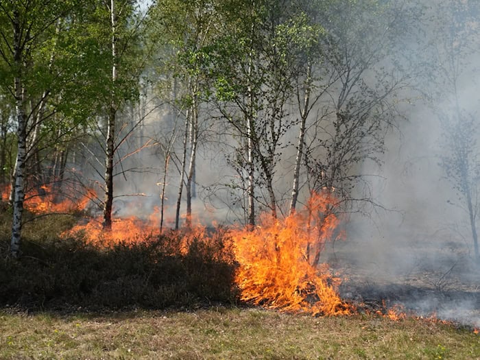 Die Waldbrandgefahr nimmt in den kommenden Tagen in Brandenburg wieder zu - bei Jüterbog gab es Anfang Mai den ersten großen Waldbrand des Jahres. (Archivbild) / Foto: Manuel Genolet/dpa