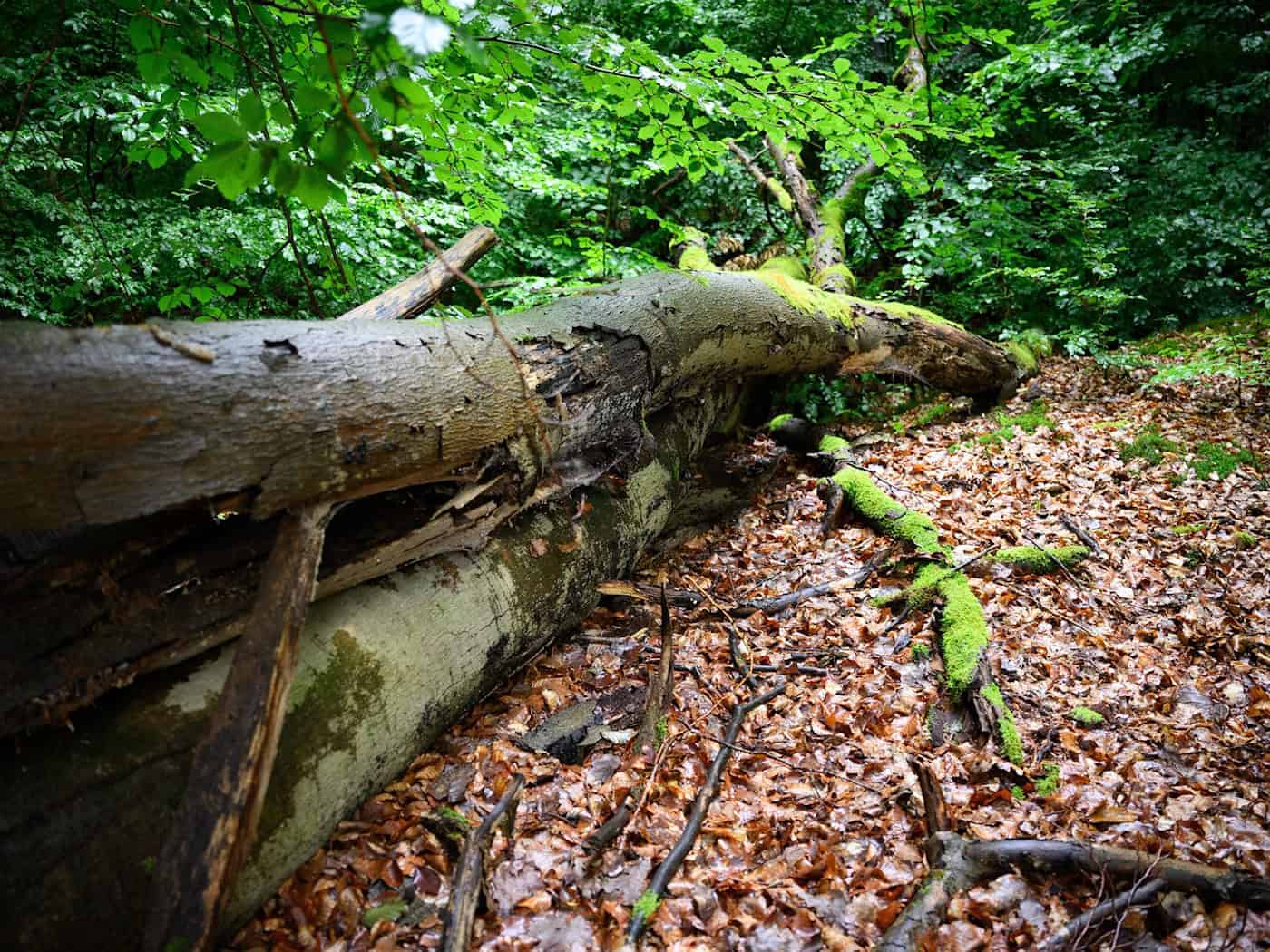 Der Wald in Brandenburg leidet unter Wetterextremen. (Archivbild) / Foto: Bernd von Jutrczenka/dpa
