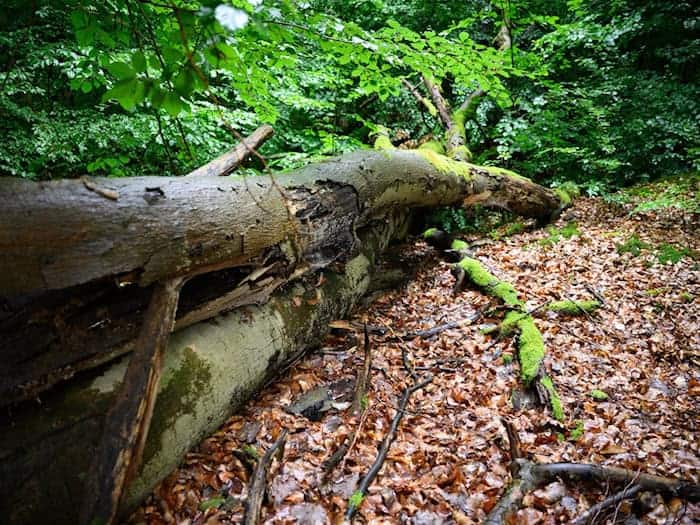 Der Wald in Brandenburg leidet unter Wetterextremen. (Archivbild) / Foto: Bernd von Jutrczenka/dpa