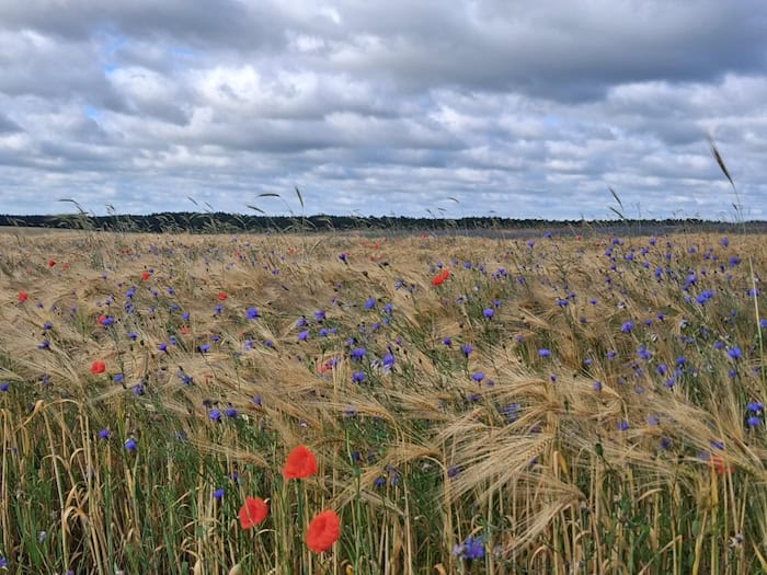 Das Land Beeskow-Storkow: Naturraum und Geschichte