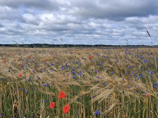 Kornblumen und Mohn im Land Beeskow-Storkow, einer brandenburgischen Landschaft, deren kaum erklärbarer Zauber schon Theodor Fontane bewegte. 