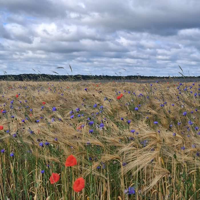 Kornblumen und Mohn im Land Beeskow-Storkow, einer brandenburgischen Landschaft, deren kaum erklärbarer Zauber schon Theodor Fontane bewegte. 