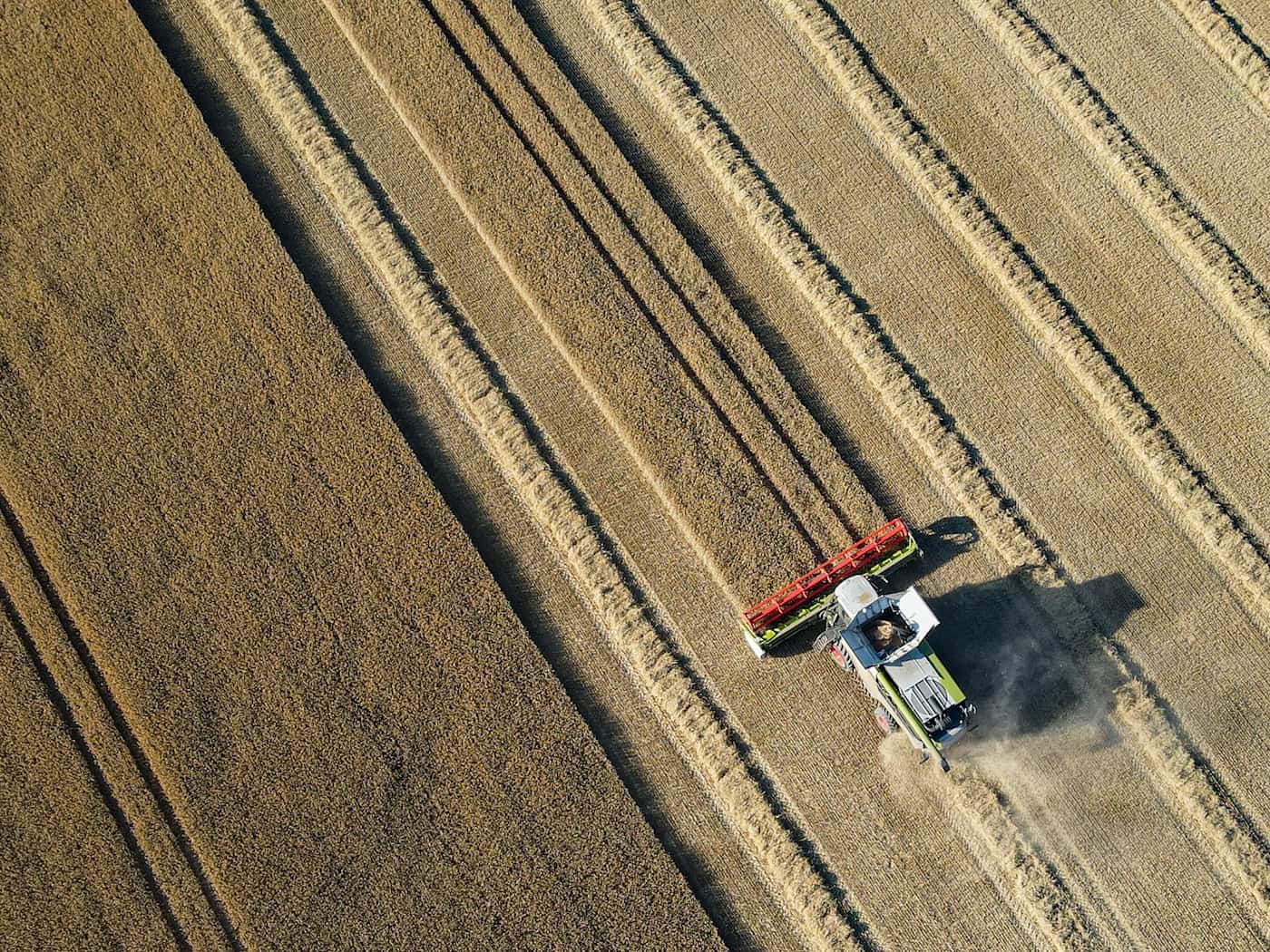 Die Ernte von Weizen und Roggen hat in Brandenburg noch nicht begonnen: Wird die große Hitze dem Getreide schaden? (Archivfoto) / Foto: Patrick Pleul/dpa