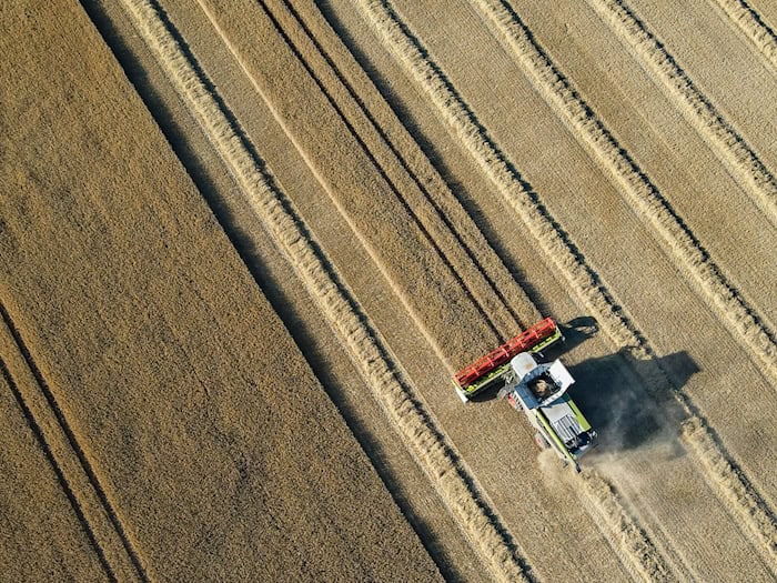 Die Ernte von Weizen und Roggen hat in Brandenburg noch nicht begonnen: Wird die große Hitze dem Getreide schaden? (Archivfoto) / Foto: Patrick Pleul/dpa