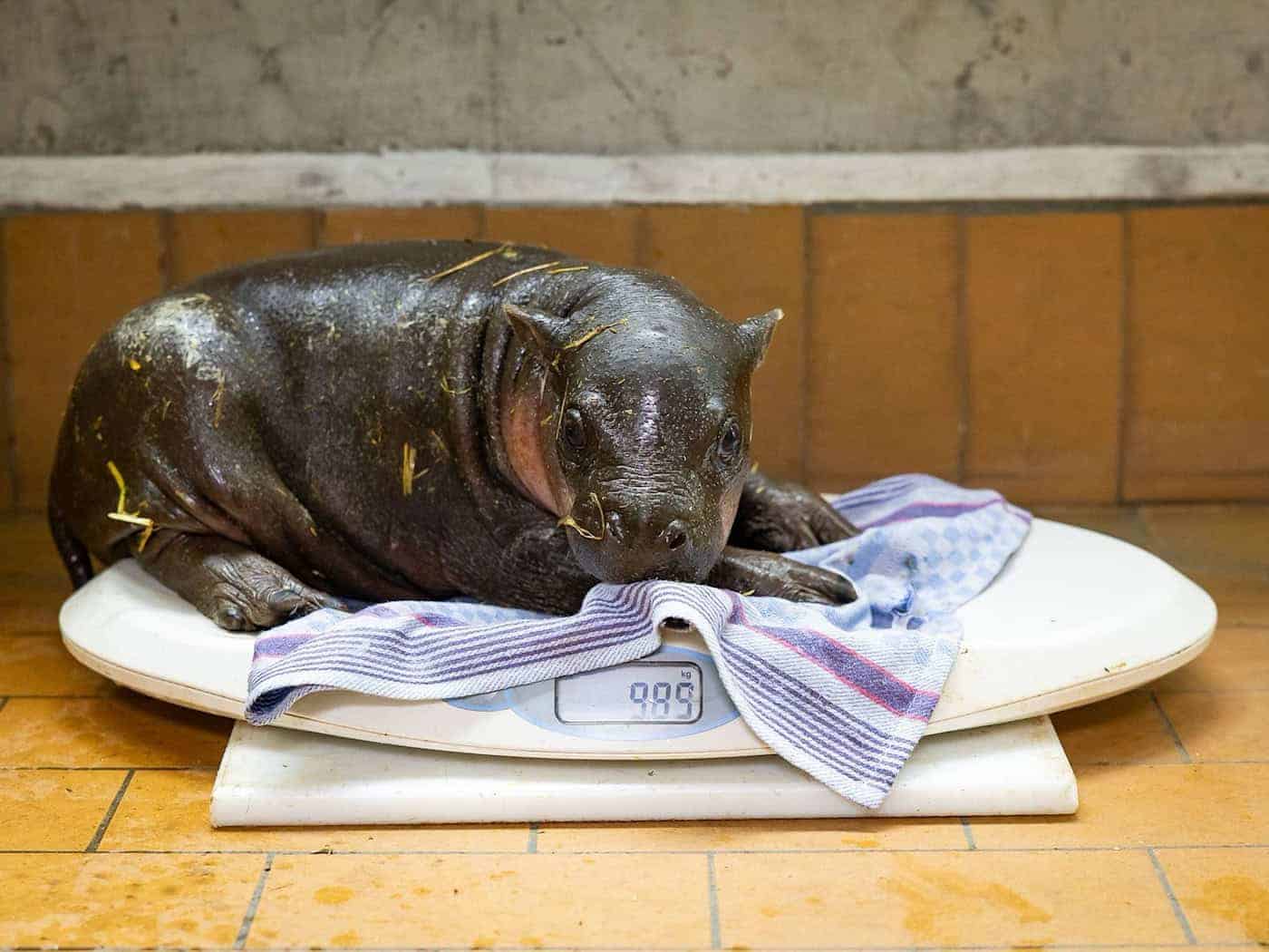 Das Zwergflusspferd wurde am 9. Mai geboren. (Handout) / Foto: -/Zoo Berlin/dpa