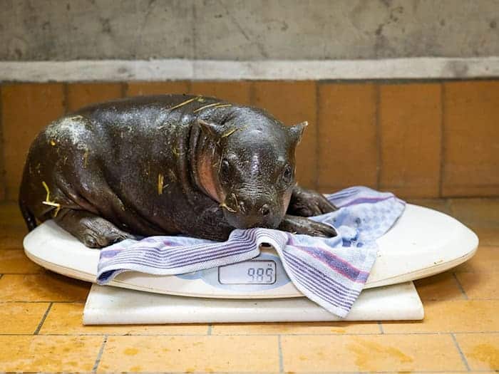 Das Zwergflusspferd wurde am 9. Mai geboren. (Handout) / Foto: -/Zoo Berlin/dpa