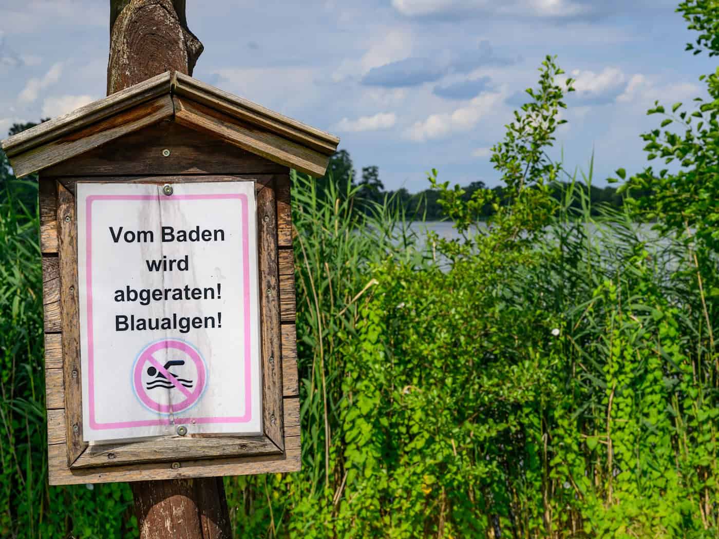 Wegen Blaualgen wird vom Baden abgeraten - etwa am Hohenjesarscher See im Kreis Märkisch-Oderland. (Archivbild)  / Foto: Patrick Pleul/dpa