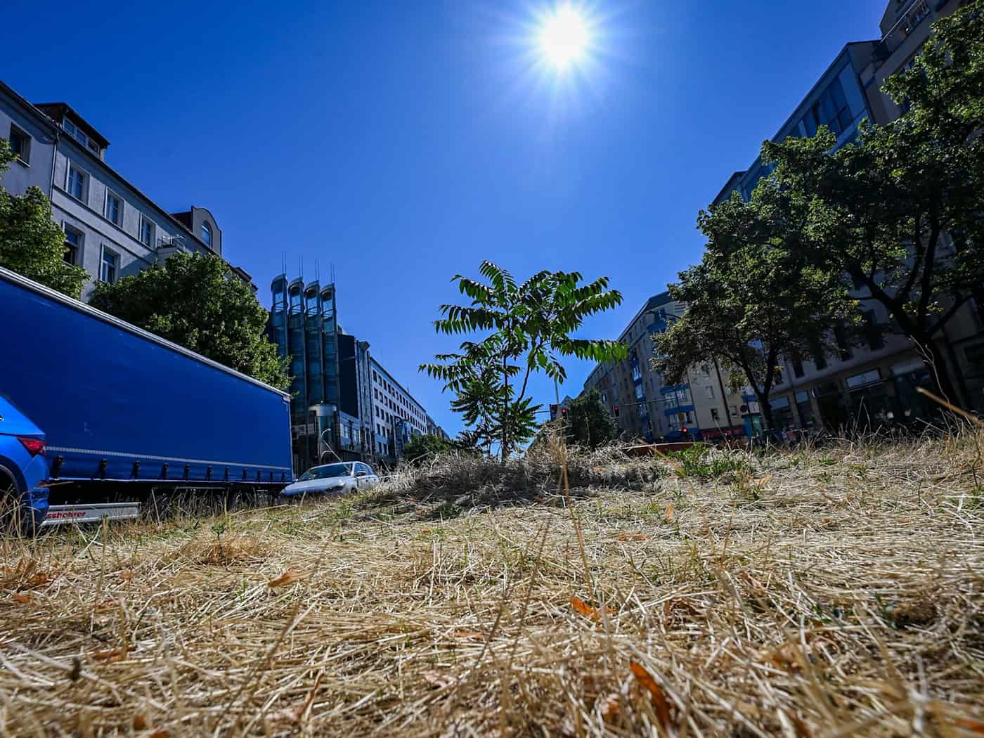 Braun statt Grün: Im Sommer nicht selten in Berlin. / Foto: Jens Kalaene/dpa