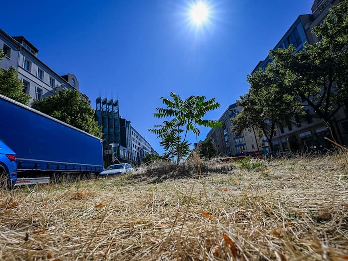 Braun statt Grün: Im Sommer nicht selten in Berlin. / Foto: Jens Kalaene/dpa