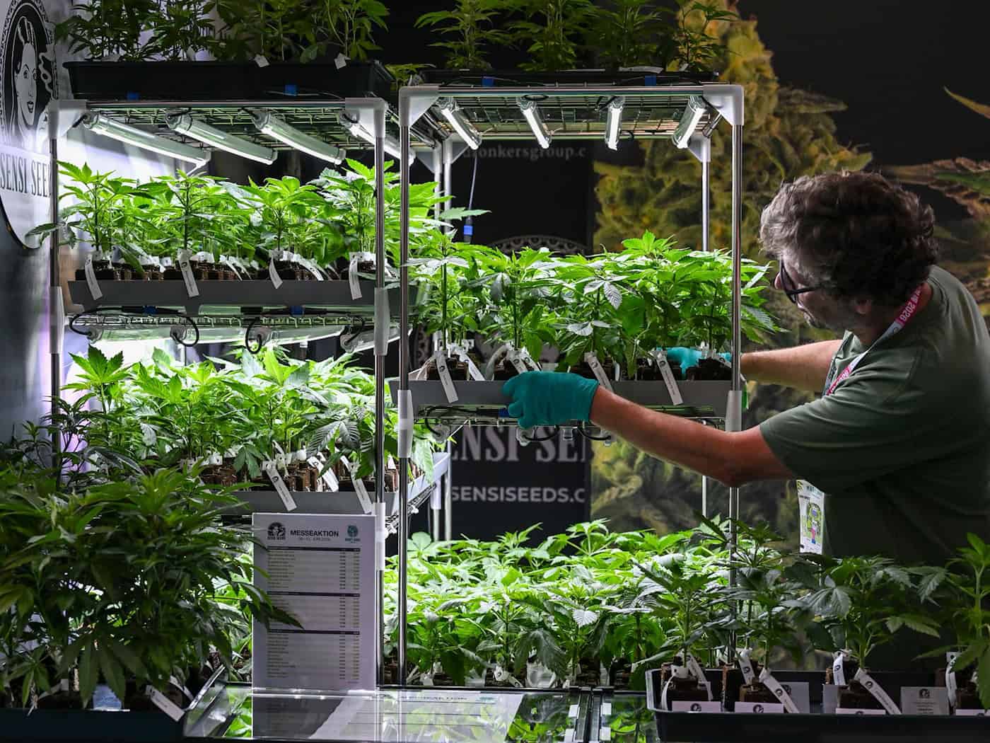 Hanfpflanzen werden auf der Cannabis-Messe «Mary Jane Berlin» an einem Stand von «Sensi Seeds» einsortiert. / Foto: Jens Kalaene/dpa