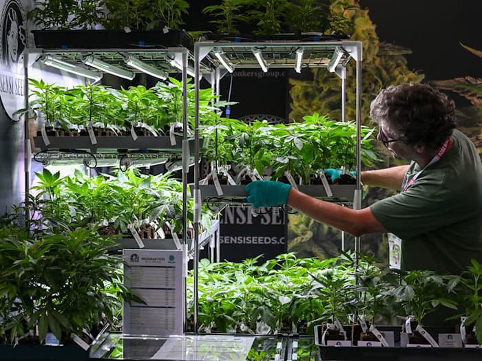 Hanfpflanzen werden auf der Cannabis-Messe «Mary Jane Berlin» an einem Stand von «Sensi Seeds» einsortiert. / Foto: Jens Kalaene/dpa