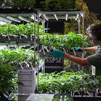 Hanfpflanzen werden auf der Cannabis-Messe «Mary Jane Berlin» an einem Stand von «Sensi Seeds» einsortiert. / Foto: Jens Kalaene/dpa