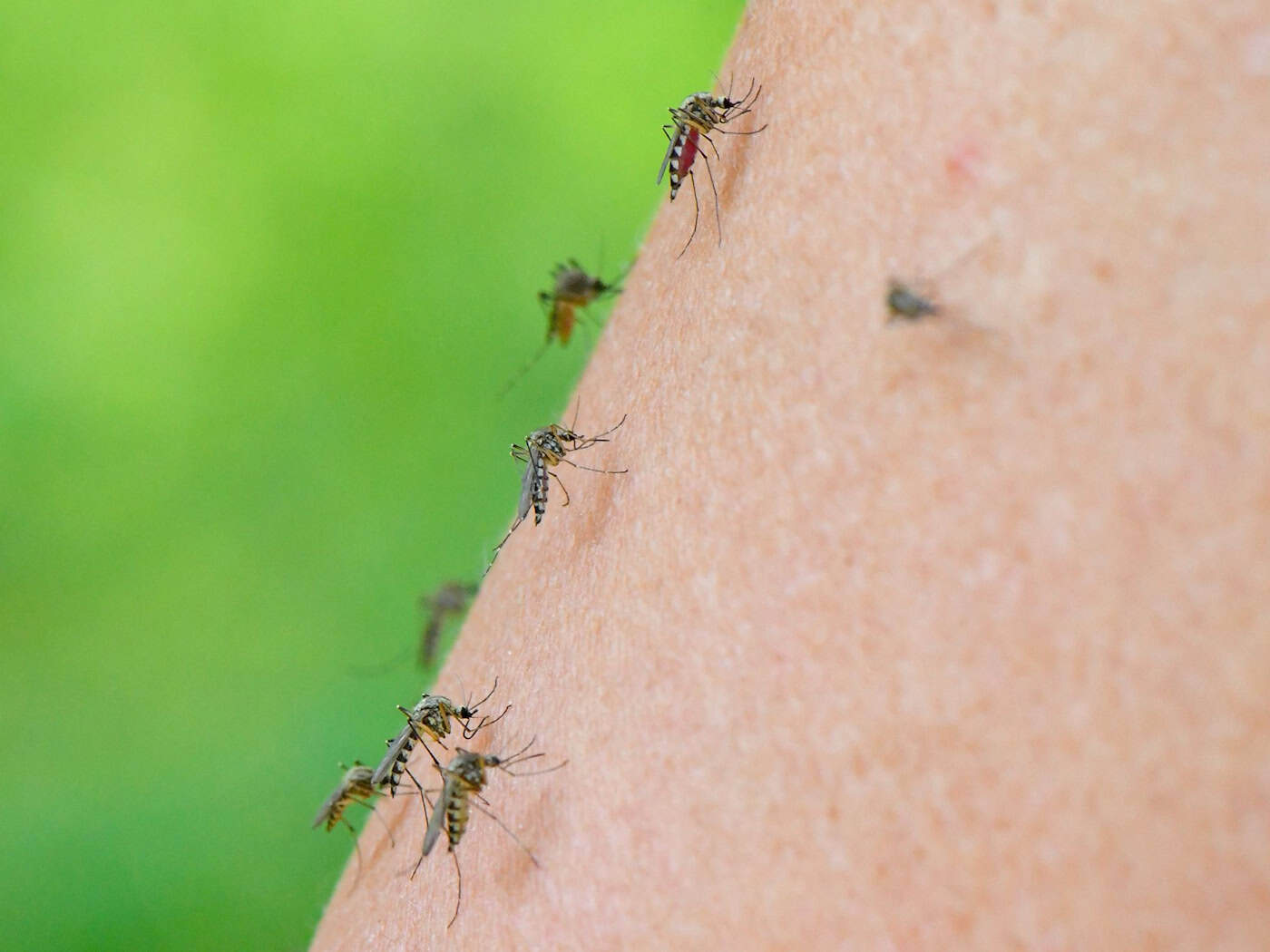 Das West-Nil-Virus wird hauptsächlich von heimischen Stechmücken der Art Culex pipiens übertragen. (Illustration)  / Foto: Patrick Pleul/dpa-Zentralbild/dpa