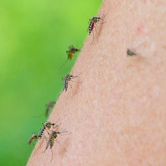 Das West-Nil-Virus wird hauptsächlich von heimischen Stechmücken der Art Culex pipiens übertragen. (Illustration)  / Foto: Patrick Pleul/dpa-Zentralbild/dpa