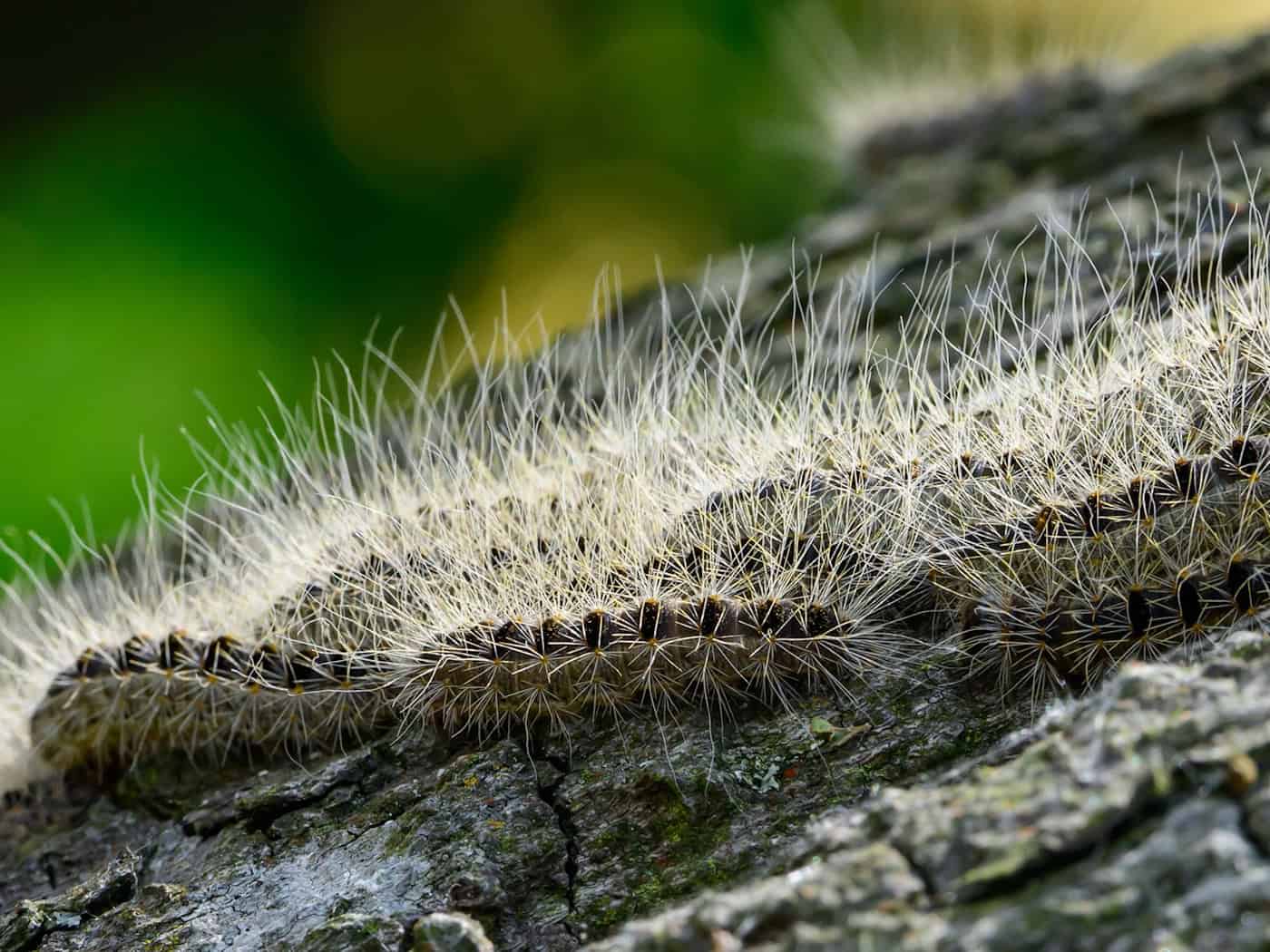 Die kleinen Brennhaare der Raupen enthalten ein Nesselgift, das Hautreizungen und Atemwegsbeschwerden auslösen kann. (Archivbild) / Foto: Patrick Pleul/dpa