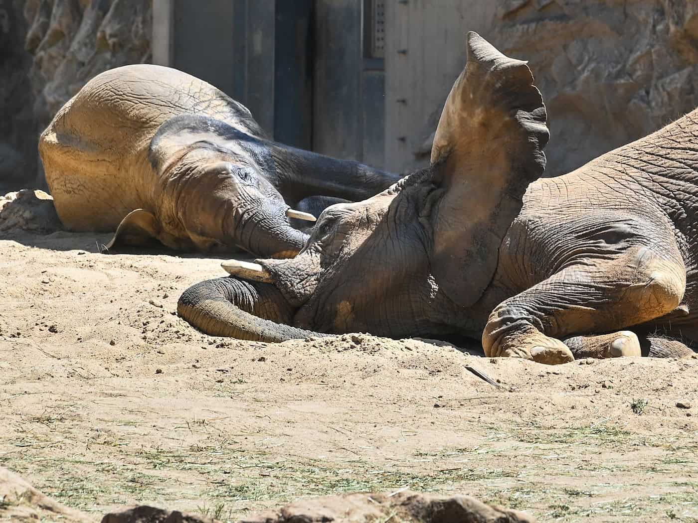 Ab dem 27. Juni ist die fünfköpfige Elefantenfamilie im Berliner Tierpark zu sehen.  / Foto: Heiko Rebsch/dpa