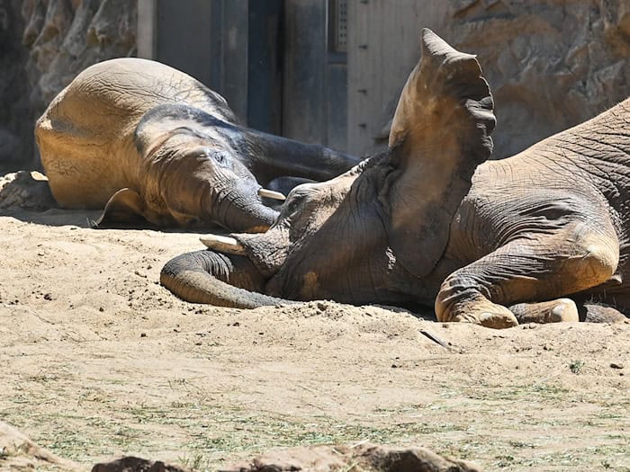 Ab dem 27. Juni ist die fünfköpfige Elefantenfamilie im Berliner Tierpark zu sehen.  / Foto: Heiko Rebsch/dpa