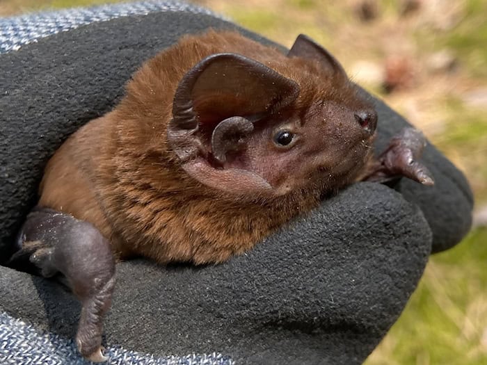 Ein erstmals in Brandenburg nachgewiesener Riesenabendsegler, die größte Fledermausart Europas, wird gezeigt Der Fledermauskundler Ingo Richter entdeckte das Männchen in einem Wald bei Luckenwalde. / Foto: Ingo Richter/dpa