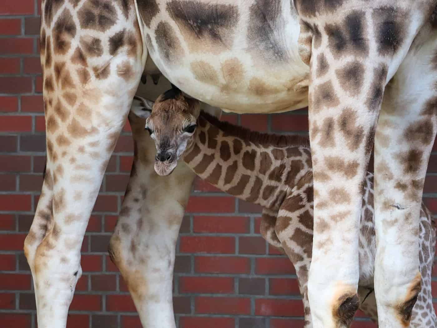 Namenspate für die junge Giraffe ist das Model Linus Weber. (Archivbild) / Foto: -/Tierpark Berlin/dpa