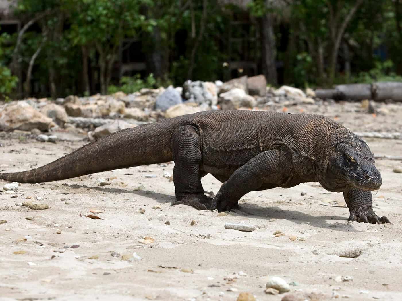 Komodowarane leben - wie dieses Exemplar - in freier Natur in Indonesien. (Archivbild) / Foto: Made Nagi/EPA/dpa