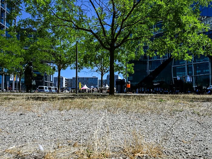Die Berliner Grünen fordert ein Baumfällmoratorium für die Stadt. (Archivbild) / Foto: Jens Kalaene/dpa