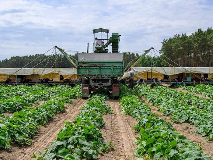 «Gurkenflieger» rollen aufs Feld - Erntezeit im Spreewald