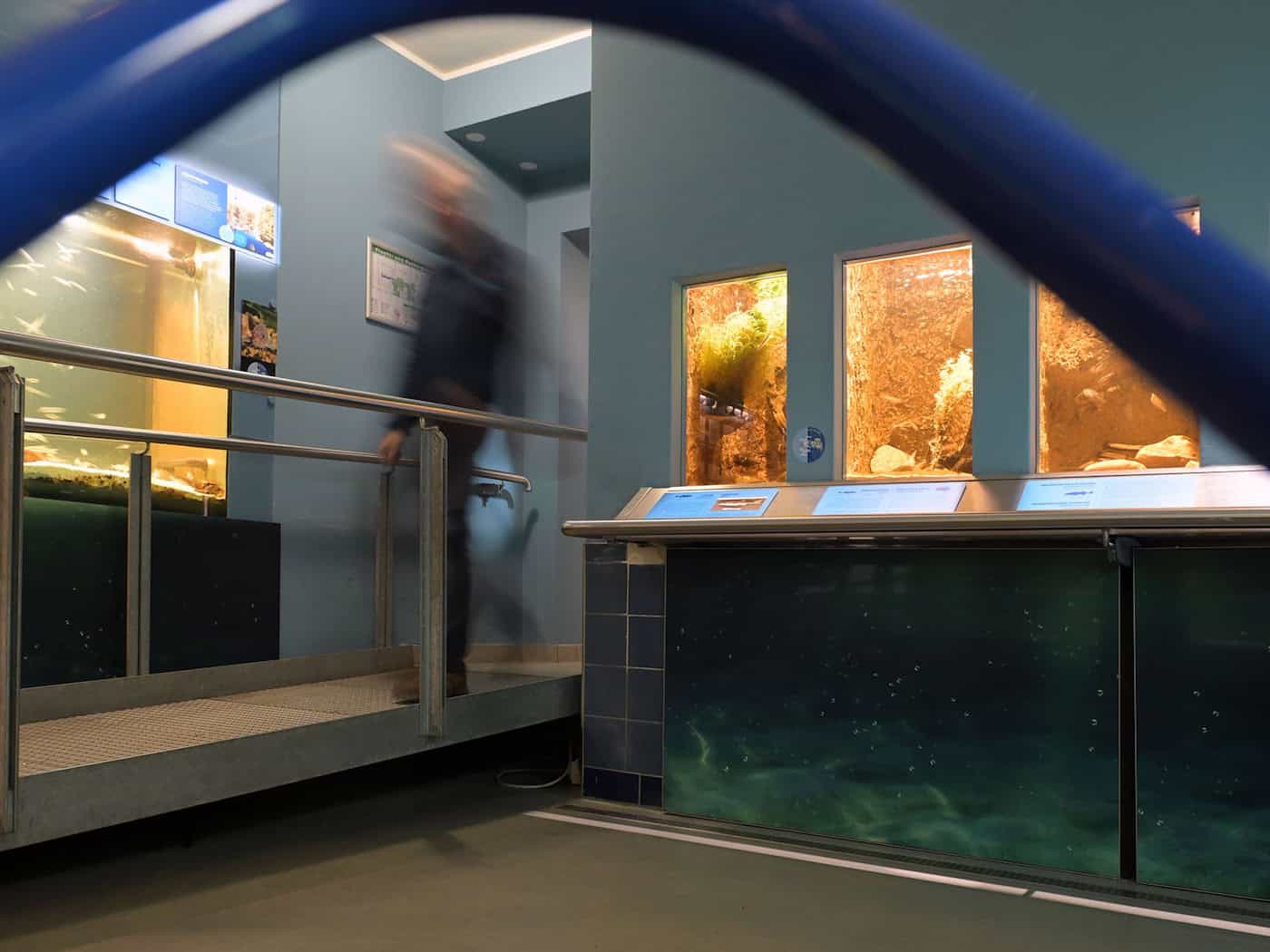 Das Naturkundemuseum hat am Freitag kostenfrei geöffnet. (Archivbild) / Foto: Michael Bahlo/dpa