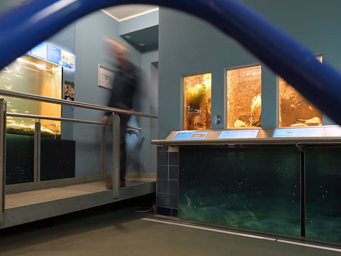 Das Naturkundemuseum hat am Freitag kostenfrei geöffnet. (Archivbild) / Foto: Michael Bahlo/dpa