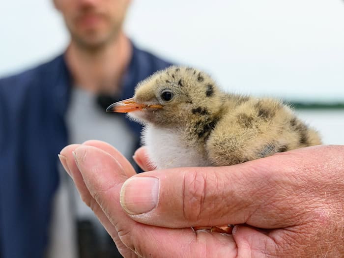 Die Vögel werden beringt und gewogen. Außerdem wird ihr Alter geschätzt. / Foto: Patrick Pleul/dpa