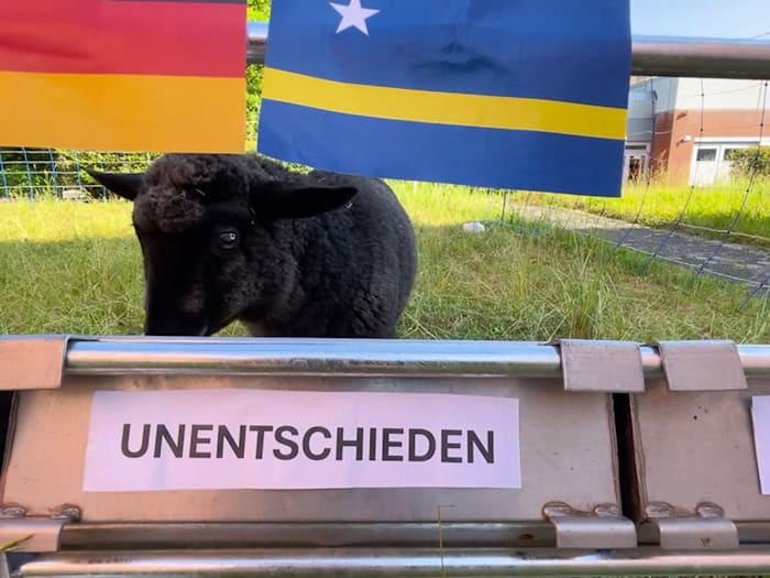Tina gehört zur Rasse des Rauhwolligen Pommerschen Landschafs (Handout) / Foto: -/Freie Universität Berlin Fachbereich Veterinärmedizin/dpa