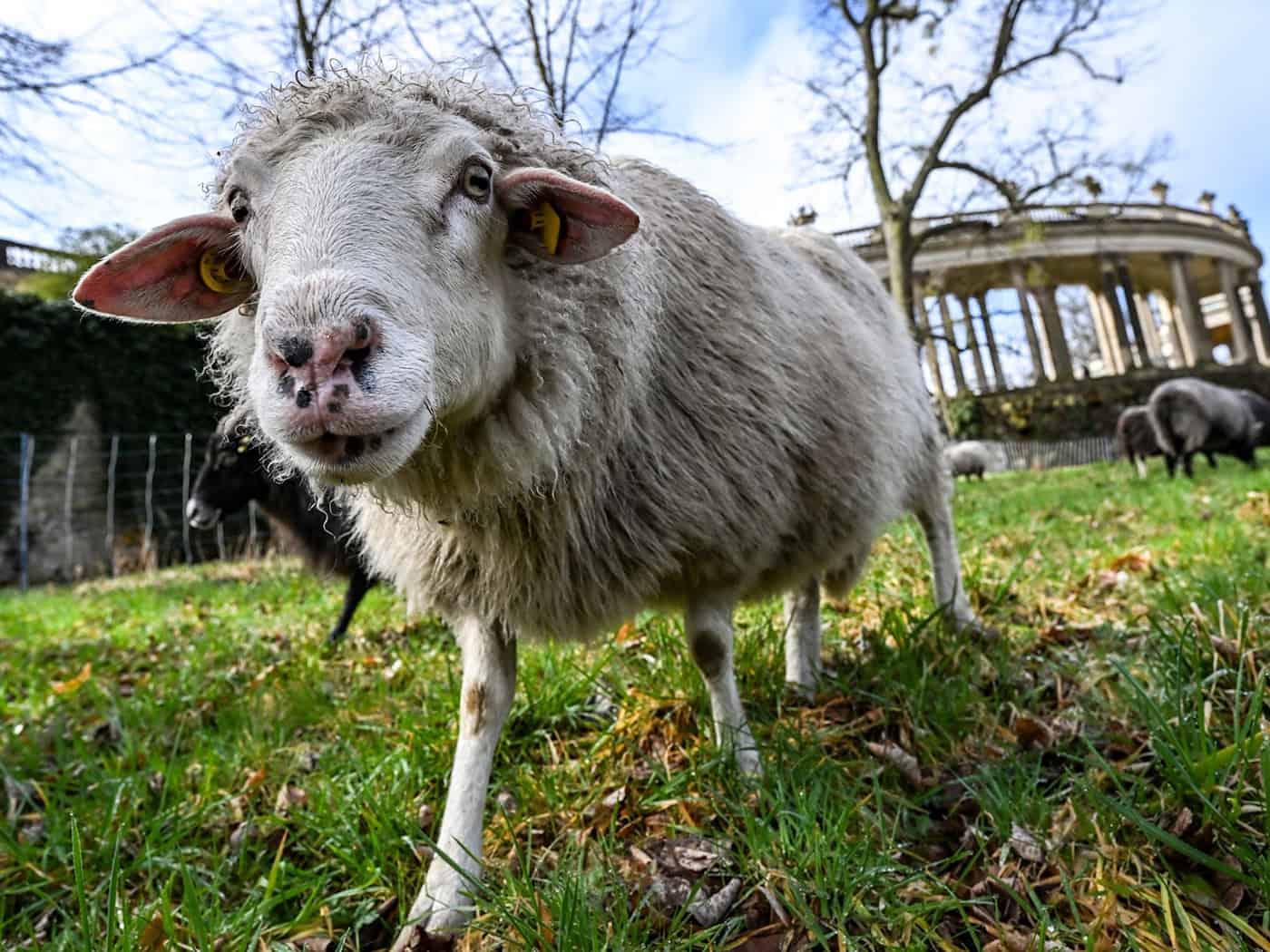 Schafe tragen auch zum Erhalt historischer Parks bei. / Foto: Jens Kalaene/dpa