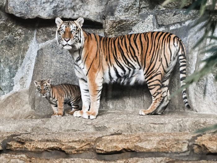 Tierpark litt 2025 erneut unter zu wenig Besuchern