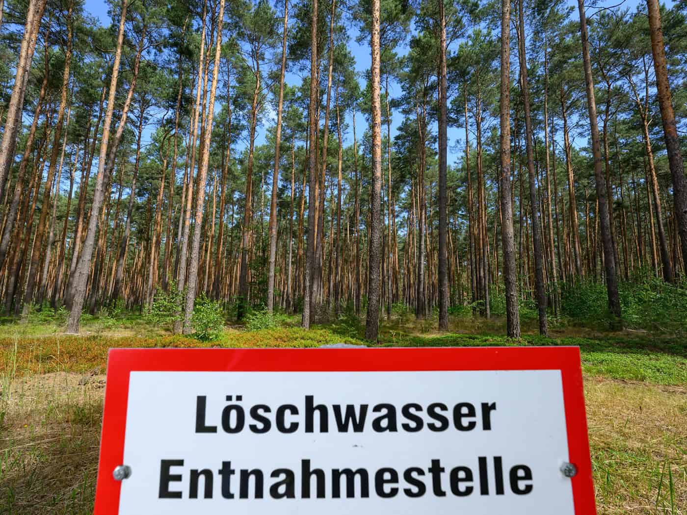 Waldbrandgefahr in Brandenburg steigt: Drei Landkreise auf Stufe 5