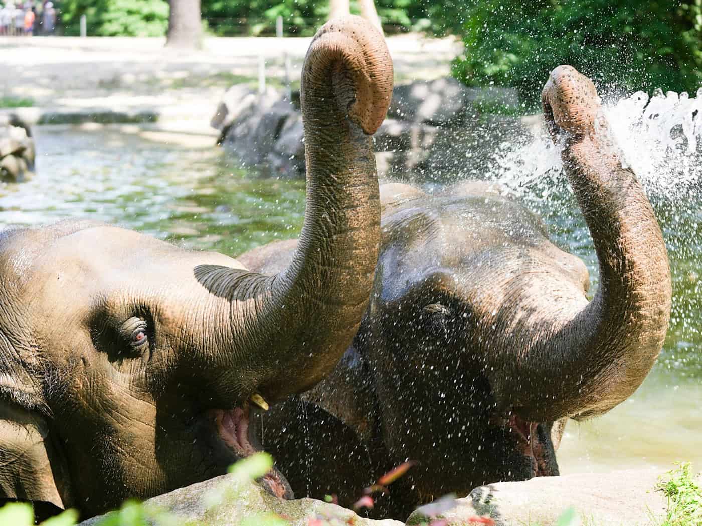 Die hohen Temperaturen machen den Elefanten nichts aus, sagt Zoo-Sprecherin Hanja Runge. / Foto: Sven Kaeuler/dpa