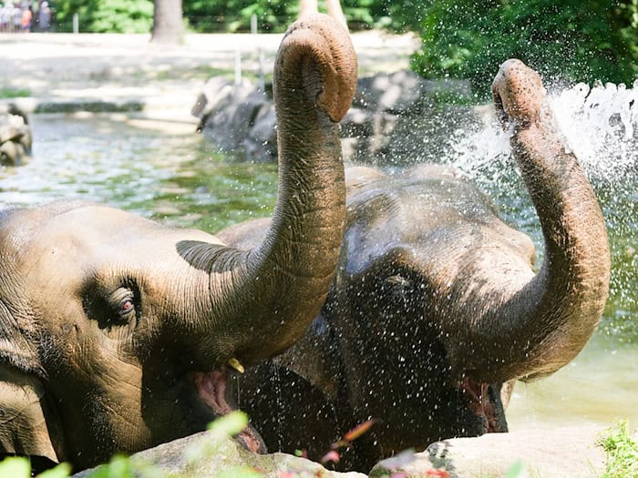 Die hohen Temperaturen machen den Elefanten nichts aus, sagt Zoo-Sprecherin Hanja Runge. / Foto: Sven Kaeuler/dpa
