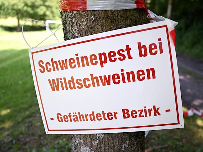 Afrikanische Schweinepest zurück in der Uckermark