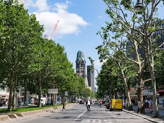 Berlins Straßenbäume: Anteil gesunder Bäume steigt auf 47 Prozent