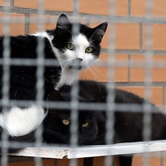 Der Landestierschutzverband Brandenburg rät Tierhaltern, früh genug an die Betreuung für Tiere in der Urlaubszeit zu denken. (Symbolbild)  / Foto: Federico Gambarini/dpa