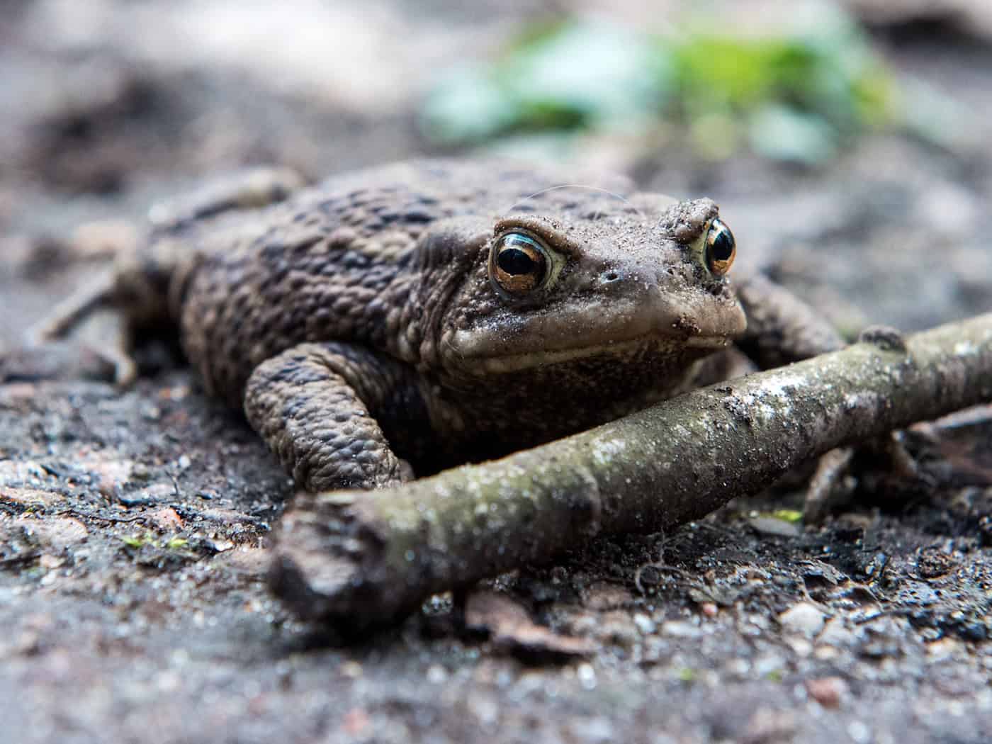 Die Erdkröte ist eine der häufigsten Amphibienarten Europas und lebt auch in Berlin. (Symbolbild) / Foto: Daniel Bockwoldt/dpa