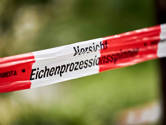 Absperrbänder mit der Aufschrift «Vorsicht Eichenprozessionsspinner» machen im Stadtteil Jungfernheide auf die Gefahr aufmerksam, die von den Raupen ausgeht.(Archivbild)  / Foto: Michael Ukas/dpa