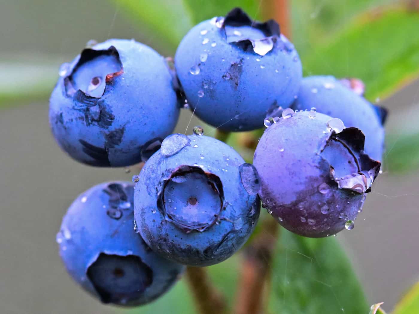 Jetzt kommen die Heidelbeeren vom Feld. Bis September ist Erntezeit.  / Foto: Sebastian Christoph Gollnow/dpa
